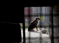 南米チリの首都サンティアゴ（Santiago）が、野良犬の増加に悩まされている。保健当局の推計では、市内をうろつく野良犬は実に25万匹以上。チリ大学（University of Chile）の調べによれば、毎年、市民の40％が野良犬にかまれている。対策として、野良犬を保護し里親を探す活動に取り組んでいる団体もある。

写真は、動物保護団体「Several Animals」に保護され、里親が現れるのを待つ野良犬（2009年7月7日撮影）。(c)AFP/Martin BERNETTI