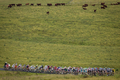 2011ツール・ド・フランス（2011 Tour de France）、第9ステージ（イソワールからサン・フルール、208キロメートル）。レースに臨む選手（2011年7月10日撮影）。(c)AFP/JOEL SAGET