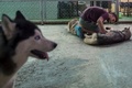 ミャンマー・ヤンゴンの犬カフェで、ハスキー犬と遊ぶ客（2017年7月15日撮影）。(c)AFP/Ye Aung THU