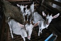 タイ・ナコンパトムで、ラチャニコン・シーコンさんが飼っているヤギ（2023年6月13日撮影）。(c)Lillian SUWANRUMPHA / AFP
