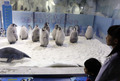 今年生まれたコウテイペンギンのひなを見る子ども（2020年11月8日撮影）。(c)Xinhua News