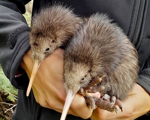 キウイのひな誕生、野生では150年ぶり NZ首都
