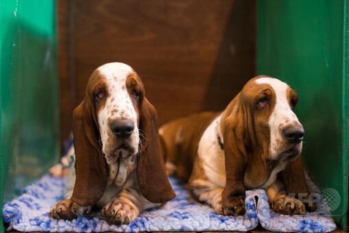 バセットハウンド　ドッグショー　海外　アンティーク　犬　希少 世界最大のドッグショー「クラフツ」開幕、英 写真30枚 国際ニュース