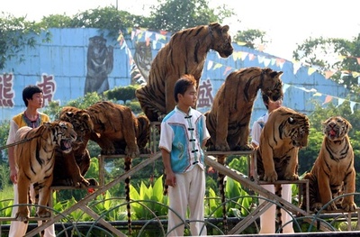 トラにかまれ飼育員死亡、遺族説明求める 中国