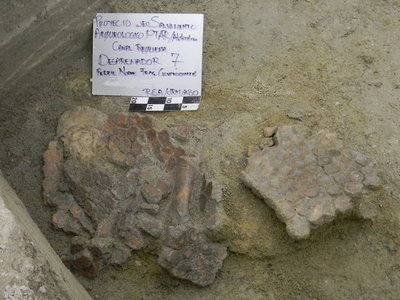 建設現場から氷河期の化石を大量発掘、メキシコ