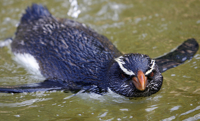 2000キロを泳いだペンギン、シドニーで静養中 - オーストラリア