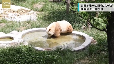 動画 中国初の希少野生動物4kドキュメンタリーがオンエア 写真1枚 国際ニュース Afpbb News