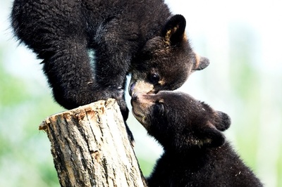 【今日の1枚】ここまでおいで！ 仲良しヒグマの子ども
