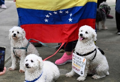 動物虐待の厳罰化を、ペットと一緒に訴え 南米ベネズエラ