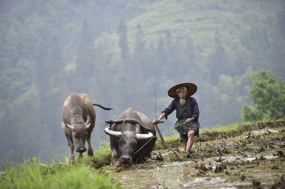 水牛と共に伝統の田起こし 農耕作業に追われる5月連休、貴州省
