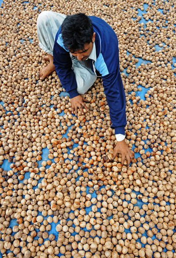 クルミの出荷が最盛期、カシミール