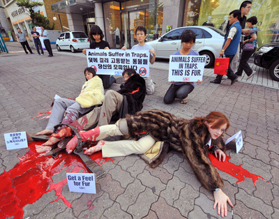 罠は残酷、ソウルで愛護団体が毛皮反対デモ