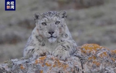 中国西部の国立公園、モデルからユキヒョウの個体数を251頭と推定