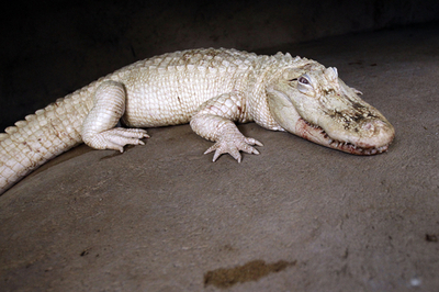 真っ白いワニ3匹、はるばる米国からお引っ越し 仏