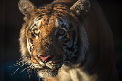 女性飼育員がトラに殺される、英動物園