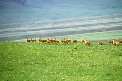 祁連山の草原に夏来る、モウコガゼルの群れも 甘粛・張掖