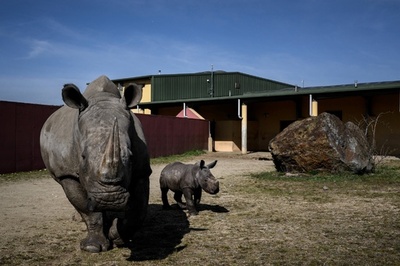 サイ舎の池で水浴び、男を逮捕 NZ