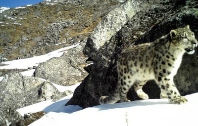 幻の動物ユキヒョウの撮影に成功、四川省
