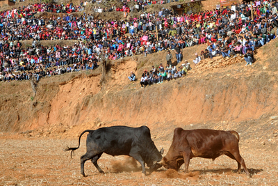 ヒマラヤ山脈のふもとで、「穏やかな」闘牛が盛況