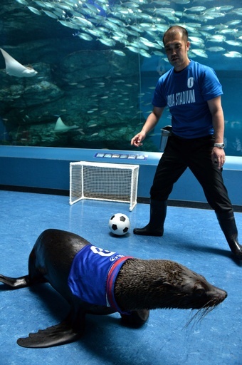 オットセイがゴール、水族館でW杯日本代表応援イベント