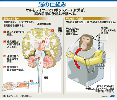 【図解】サルを使った実験でみる脳の仕組み