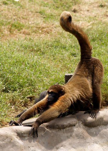 世界の絶滅危惧霊長類トップ25に入る｢モノチョロ｣