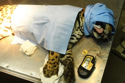 エルサルバドル最後の雄のジャガー、骨感染症で手術