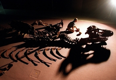 「1本指」の新種肉食恐竜を発見、中国