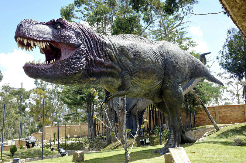 ティラノサウルスは群れで行動か 新たな足跡化石が示唆 写真1枚 国際ニュース Afpbb News