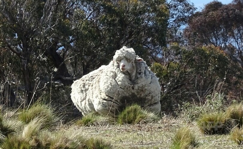 毛伸びすぎた巨大羊 豪で発見 毛刈りに全国チャンピオンが名乗り 写真3枚 国際ニュース Afpbb News