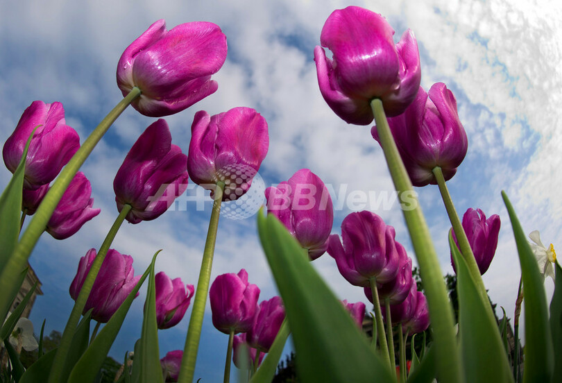 鮮やかに咲くピンクのチューリップ ドイツ 写真2枚 国際ニュース Afpbb News