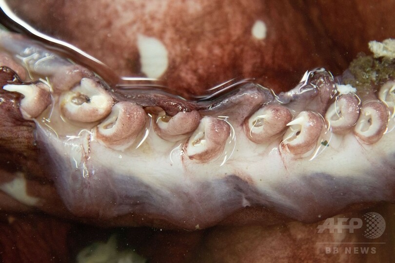 350キロの巨大イカ、南極沖で発見 体内には卵も