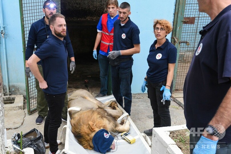 動物園からライオンなど救出、「地獄のような」飼育環境 アルバニア