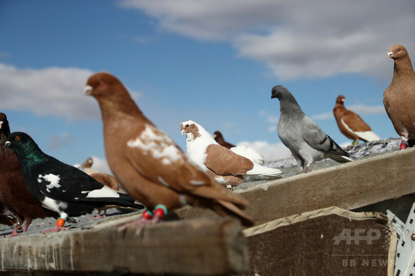 単なる 鳥頭 ではない ハトに時間と空間の識別能力 米研究 写真1枚 国際ニュース Afpbb News