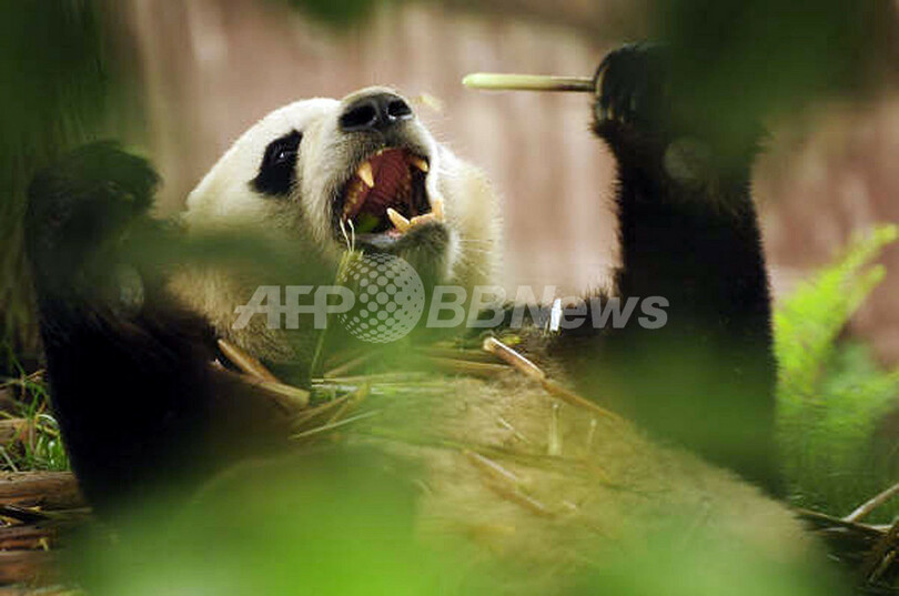 四川大地震から1年、苦闘する中国のパンダ育成計画