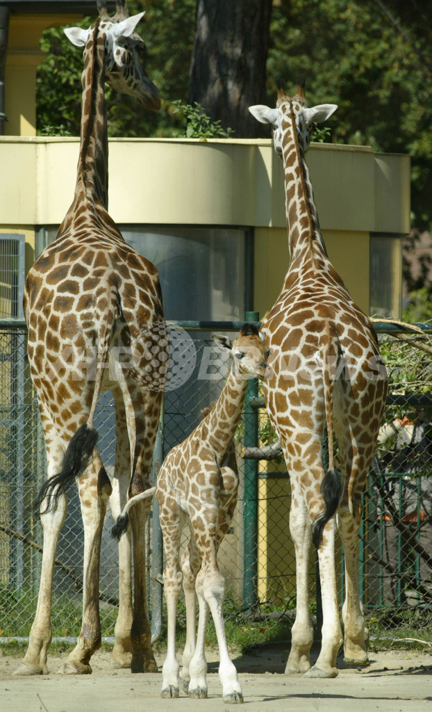 ウィーンの動物園で 稀少なロスチャイルドキリンの赤ちゃんが誕生 写真4枚 国際ニュース Afpbb News