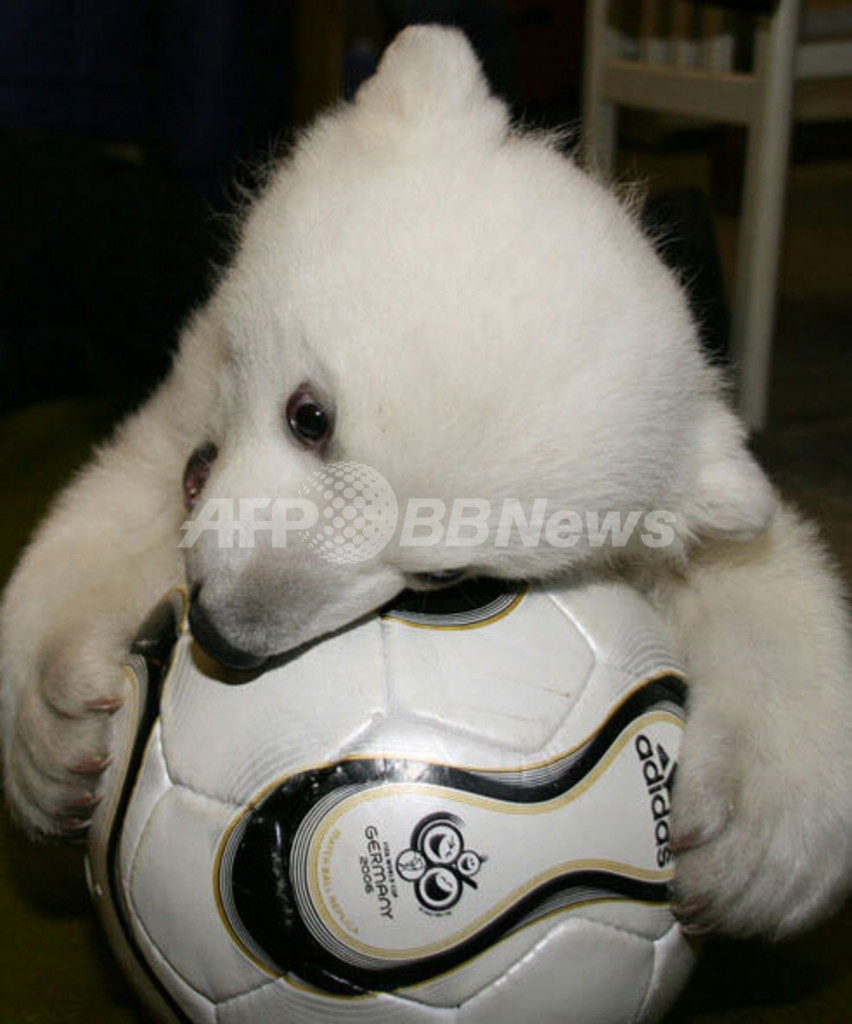 ホッキョクグマの赤ちゃん 無事に成長 ドイツ 写真2枚 国際ニュース Afpbb News