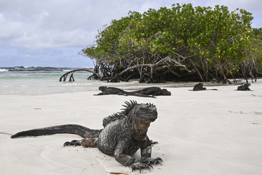 ガラパゴスのウミイグアナに迫るエルニーニョの脅威 写真16枚 国際