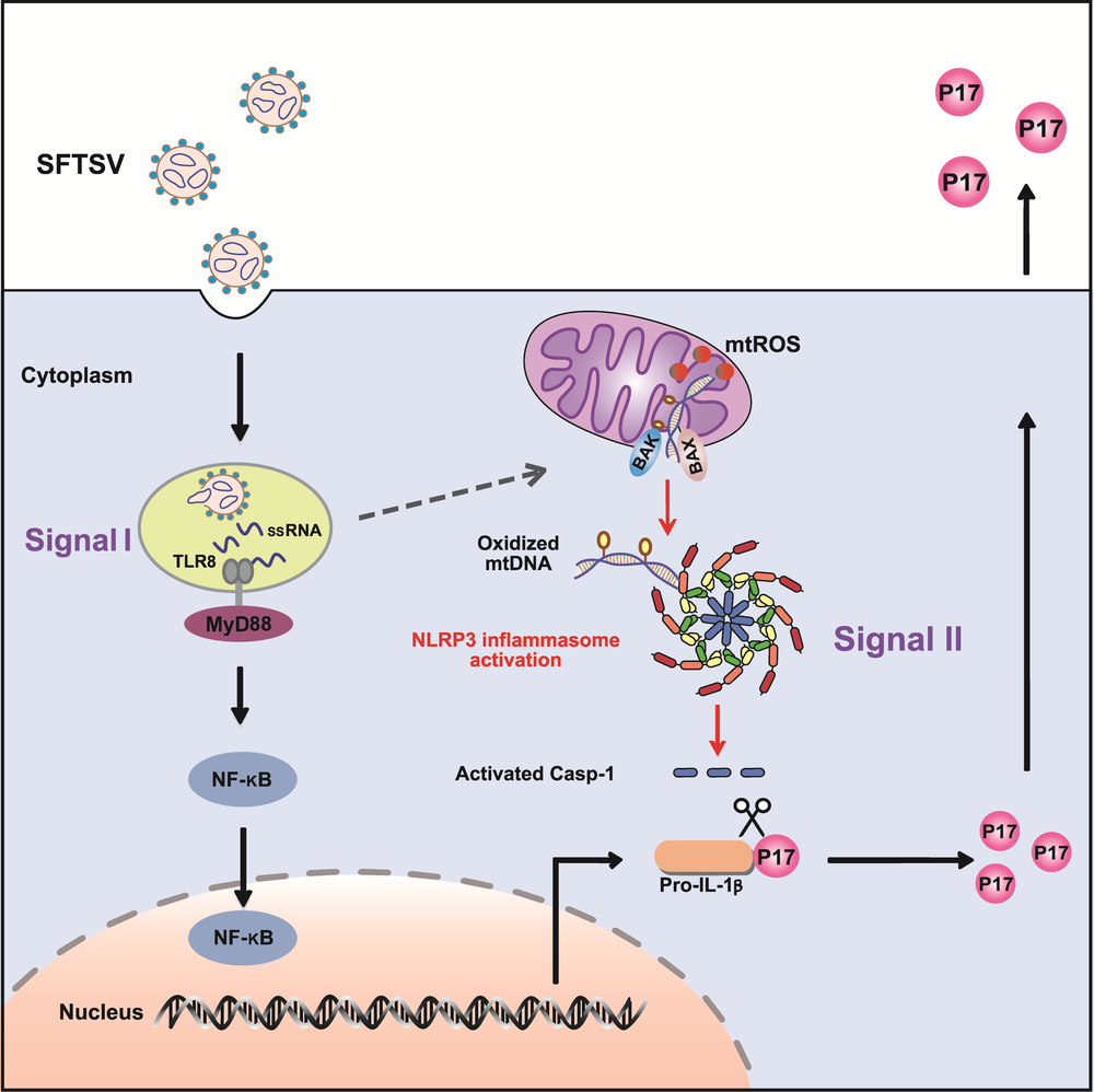 中国の研究者、重症熱性血小板減少症候群の炎症反応を解明 写真1枚 国際ニュース：AFPBB News