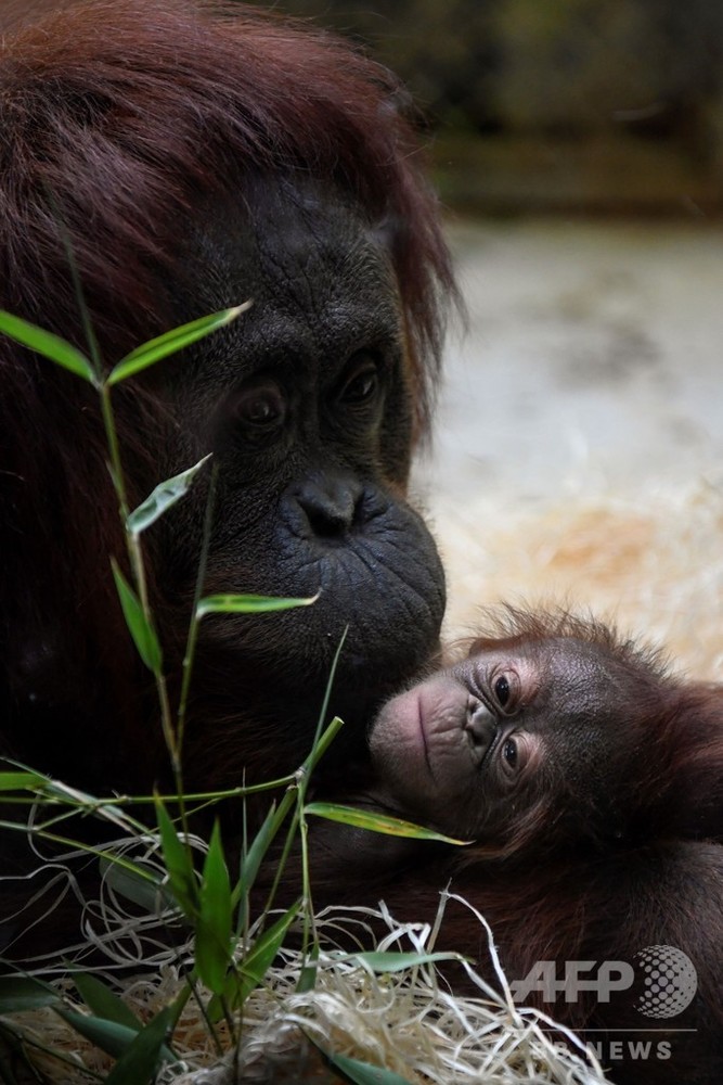 生後8日のオランウータンの赤ちゃん公開、2005年以来の誕生 仏動物園