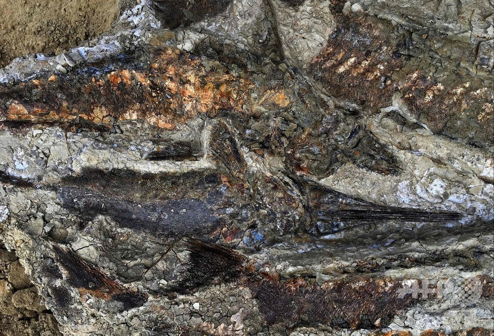 化石 6600万年前の小惑星衝突で死んだ恐竜の化石を発見か | Business