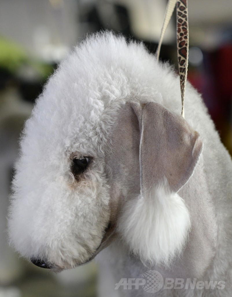 【特集】「美犬」大集合、米ドッグショー写真集