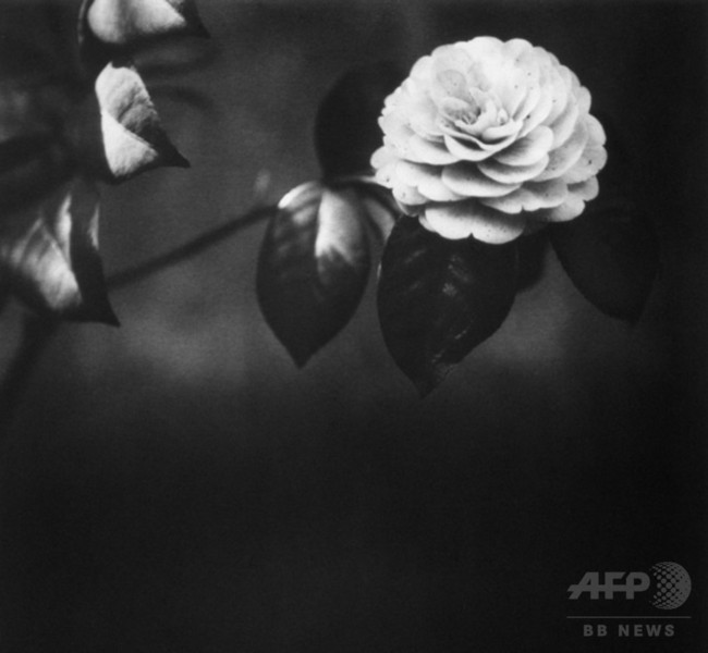 「資生堂」初代社長・福原信三と弟・路草の作品展開催