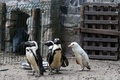 ポーランドのグダニスク動物園で飼育されているアルビノの赤ちゃんペンギン（右、2019年3月22日撮影）。(c)Maciej KOSYCARZ / various sources / AFP
