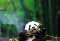 中国広東（Guangdong）省広州（Guangzhou）の動物園、長隆野生動物世界（Chimelong Safari Park）で、餌のササを食べる生後6か月のジャイアントパンダ「隆隆（ロンロン、Long Long）」（2014年2月16日撮影）。(c)AFP