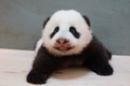 台湾の台北市立動物園（Taipei City Zoo）で生まれたジャイアントパンダの赤ちゃんの最新写真が公開された。

台湾で初めて誕生したこのパンダの赤ちゃんは、母親の円円（ユエンユエン、Yuan Yuan）と父親の団団（トアントアン、Tuan Tuan）の間で数回にわたって行われた人工授精により、7月7日に誕生した（2013年9月26日公開）。(c)AFP/Taipei City Zoo