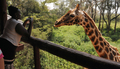 ナイロビ（Nairobi）のジラフセンター（Giraffe Center）で、携帯電話のカメラでキリンを撮影するケニア人観光客（2012年1月10日撮影）。(c)AFP/SIMON MAINA