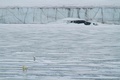 ノルウェー領スバルバル諸島に生息するホッキョクグマ。非営利団体ポーラー・ベアズ・インターナショナル提供（2012年撮影、2020年7月17日入手）。(c)AFP PHOTO / Polar Bears International / Kt MILLER