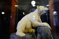 ドイツ首都ベルリン（Berlin)の自然史博物館（Museum of Natural History in Berlin）で公開されたホッキョクグマ「クヌート（Knut)」の標本（2013年2月15日撮影）。(c)AFP/JOHN MACDOUGALL