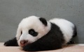 台湾の台北市立動物園（Taipei City Zoo）で生まれたジャイアントパンダの赤ちゃんの最新写真が公開された。

台湾で初めて誕生したこのパンダの赤ちゃんは、母親の円円（ユエンユエン、Yuan Yuan）と父親の団団（トアントアン、Tuan Tuan）の間で数回にわたって行われた人工授精により、7月7日に誕生した（2013年9月26日公開）。(c)AFP/Taipei City Zoo